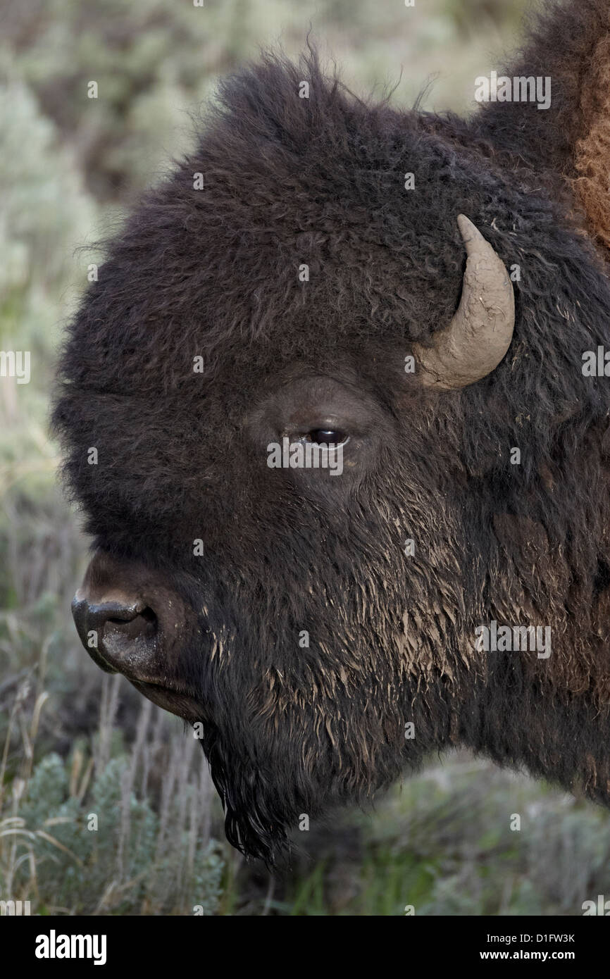 El bisonte (Bison bison) Bull, el Parque Nacional Yellowstone, Wyoming, Estados Unidos de América, América del Norte Foto de stock