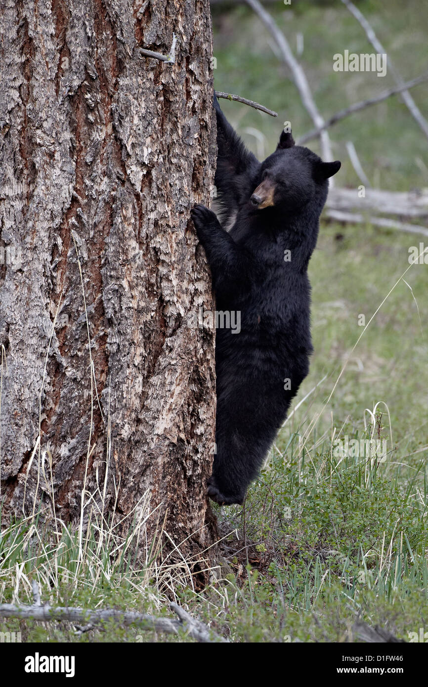 Oso negro (Ursus americanus) viniendo abajo de un árbol, el Parque Nacional Yellowstone, Wyoming, Estados Unidos de América Foto de stock