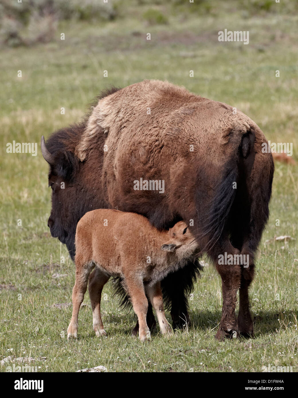 El bisonte (Bison bison) vaca amamantando a su becerro, el Parque Nacional Yellowstone, Wyoming, Estados Unidos de América, América del Norte Foto de stock