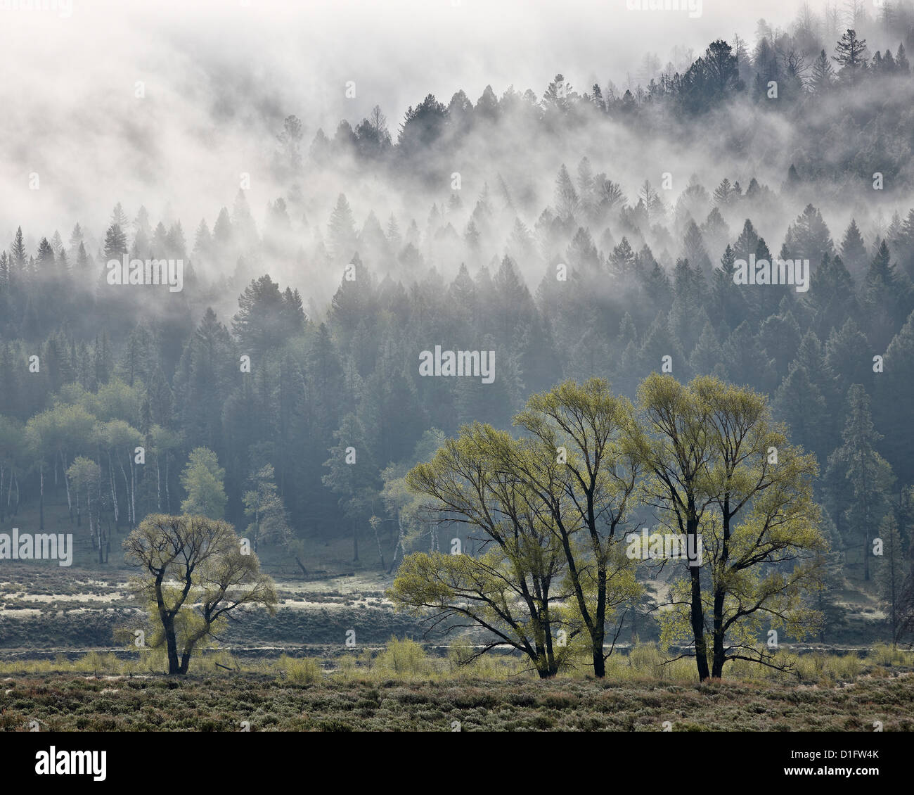 La niebla se entremezclan con árboles de hoja perenne con algunos chopos, Parque Nacional Yellowstone, Wyoming, Estados Unidos de América Foto de stock