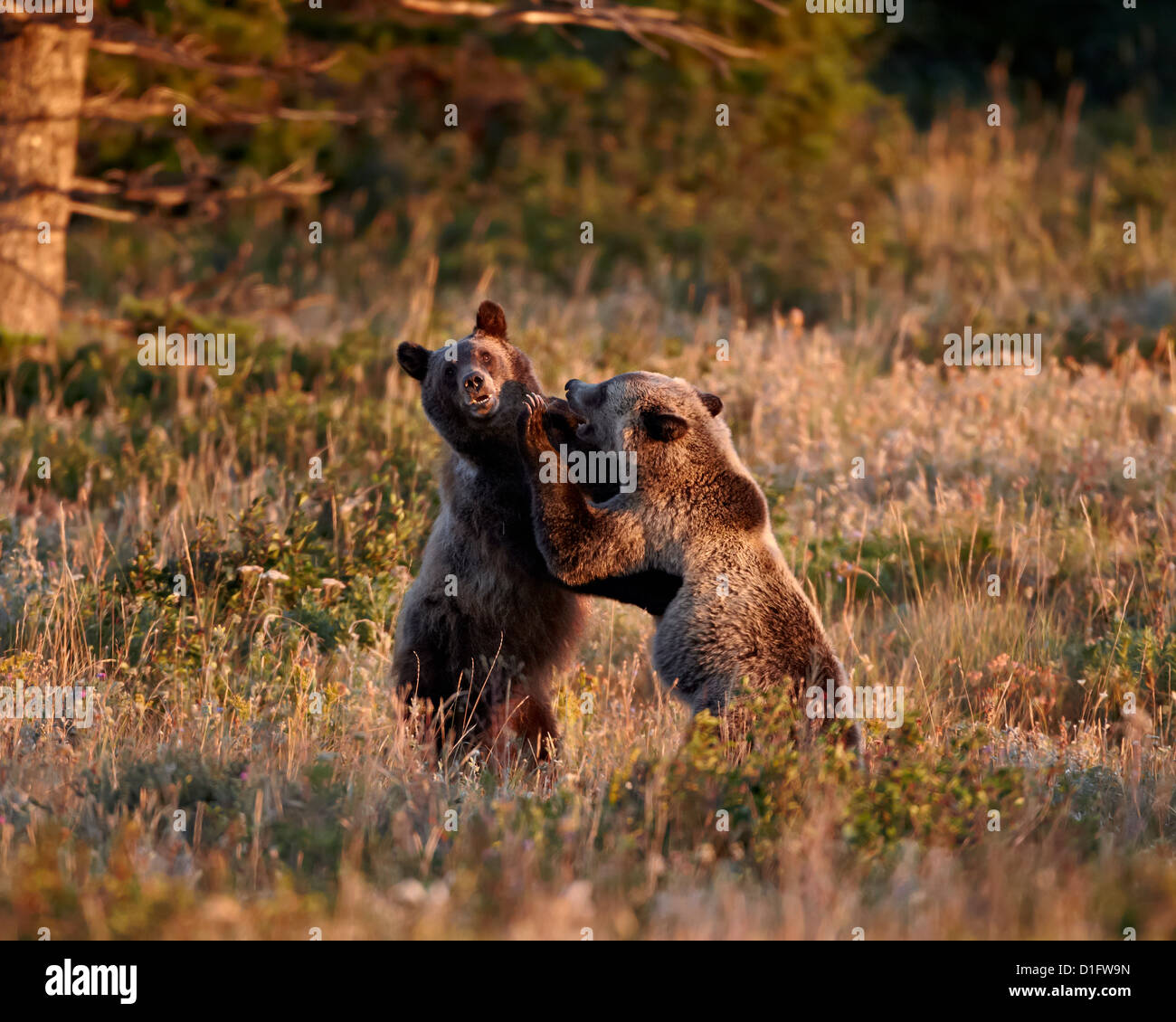 Dos sub-adulto osos grizzly (Ursus arctos horribilis), el parque nacional de Glacier, Montana, Estados Unidos de América, América del Norte Foto de stock