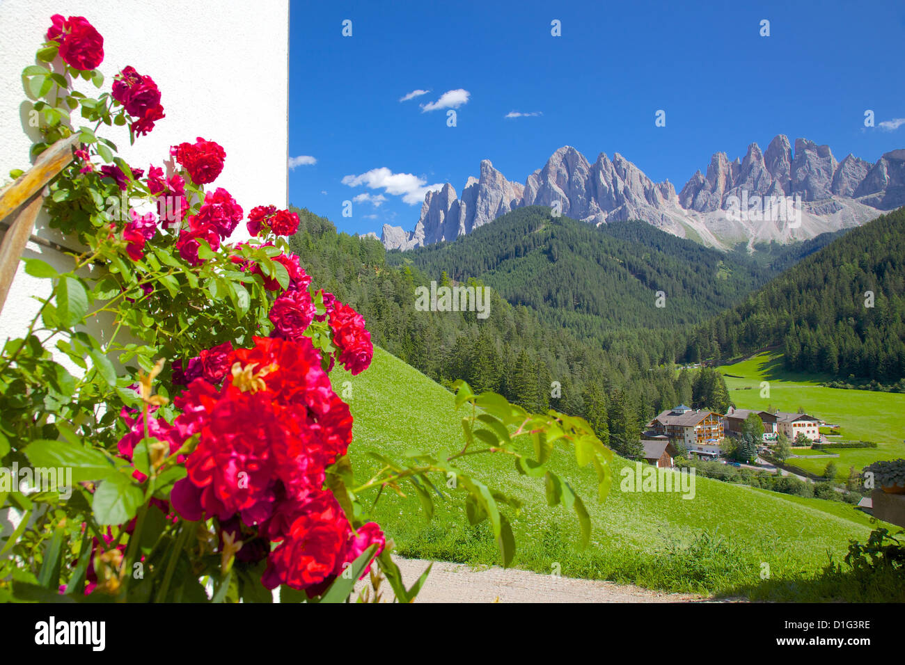 Rosas en el chalet muro, Val di Funes, Provincia de Bolzano, Trentino-Alto Adigio/Tirol del Sur, Dolomitas, Italia Italia, Europa Foto de stock