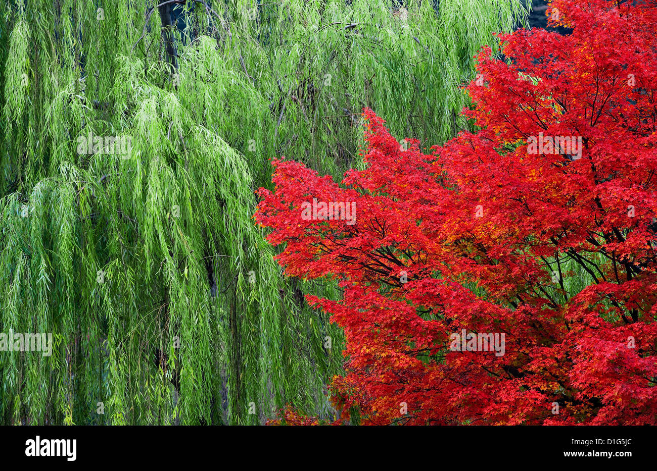 Un arce japonés carmesí y un sauce llorante en el Parque Maruyama, Kioto, Japón, en otoño Foto de stock