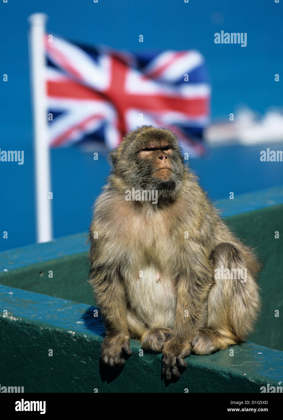 Rock Barbary ape en la cima de la roca de Gibraltar, territorio británico de ultramar, Europa Foto de stock