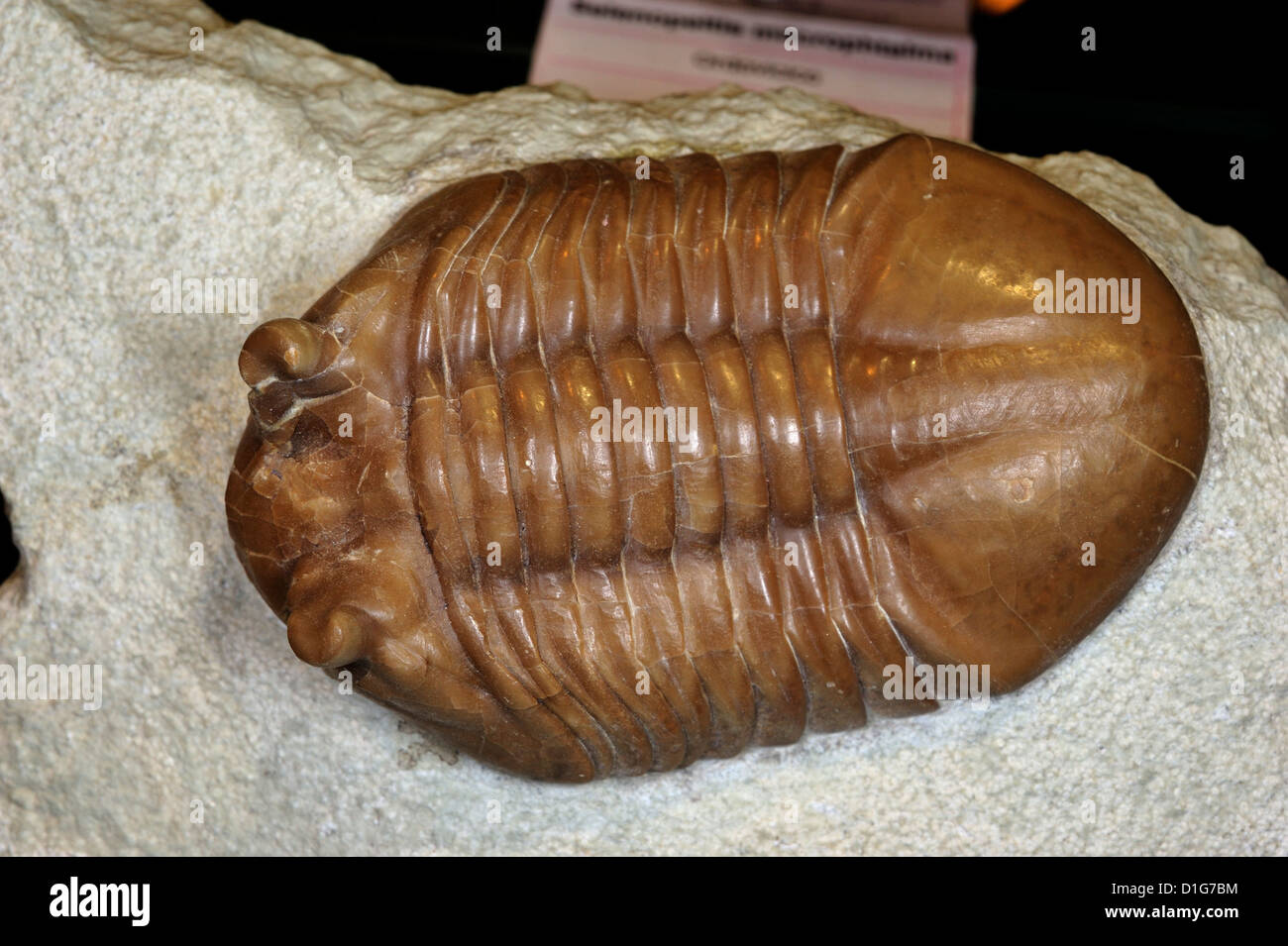 Federación de trilobites Asaphus intermedius, Ordovícico, Rusia Foto de stock