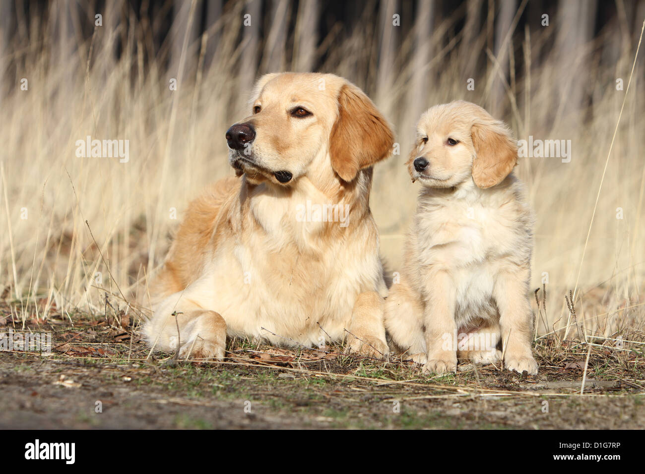 Hovawart perro adulto y cachorro rubio rubio tumbado y sentado cuidado  Fotografía de stock - Alamy