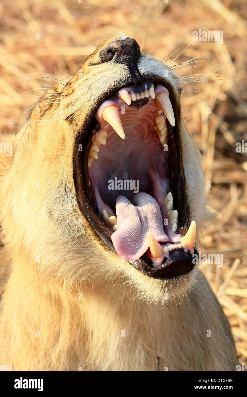 León bostezar y mostrando sus dientes Foto de stock