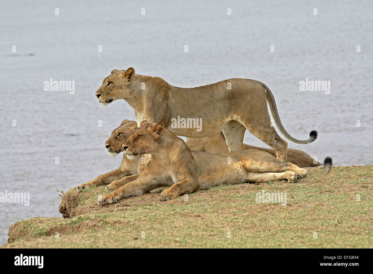 Una manada de leones alerta de una posible comida junto al río Zambeze Foto de stock