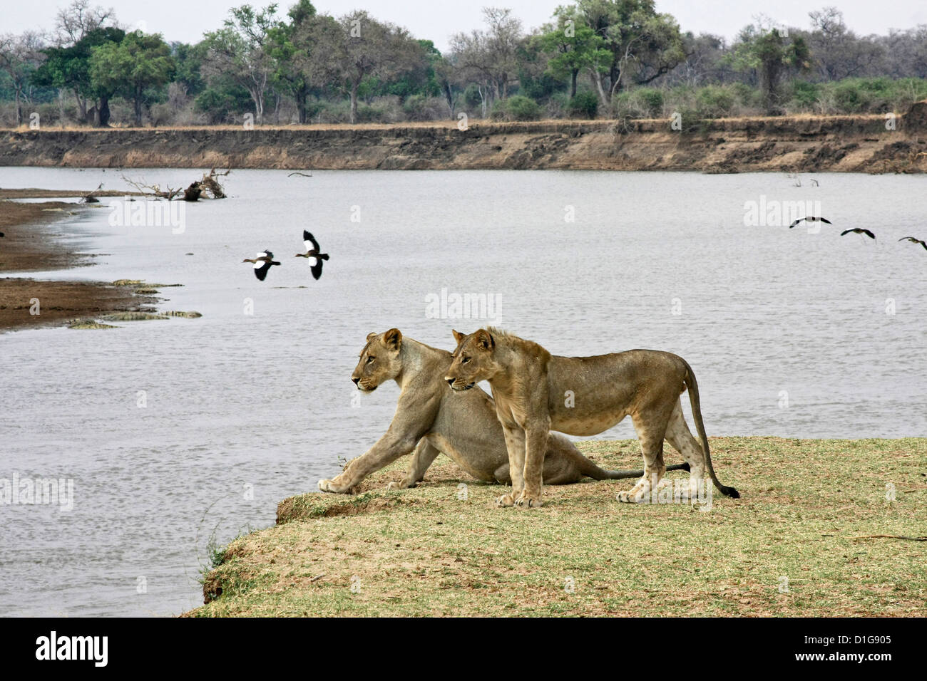 Dos leonas junto al río Zambeze Foto de stock