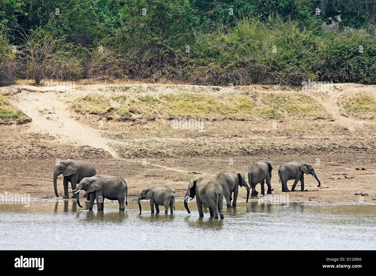 Un grupo de elefantes que visita el río Zambezi para un trago por la tarde Foto de stock