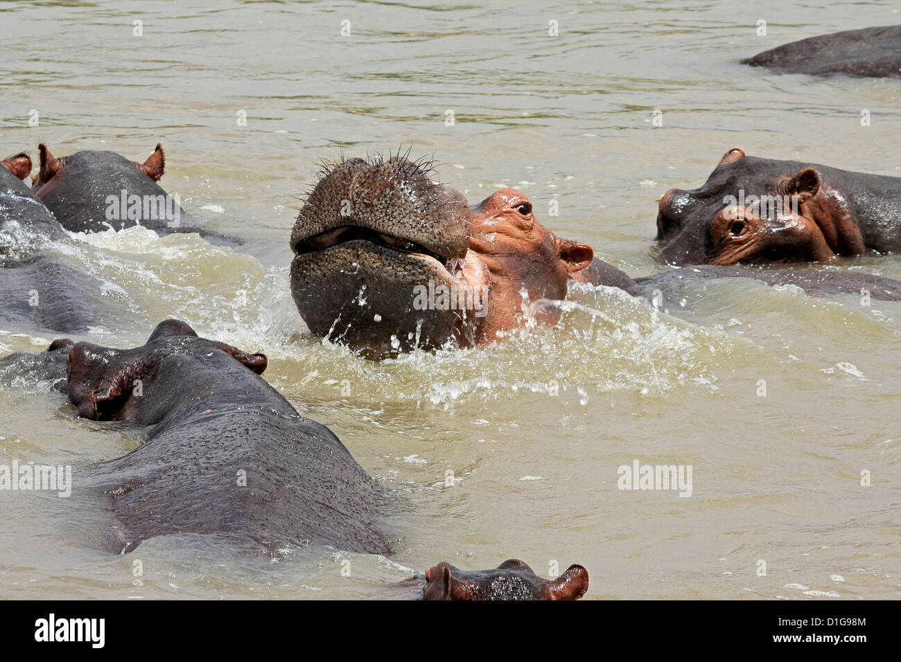 Hipopótamos jóvenes tener un ligero enfrentamiento Foto de stock