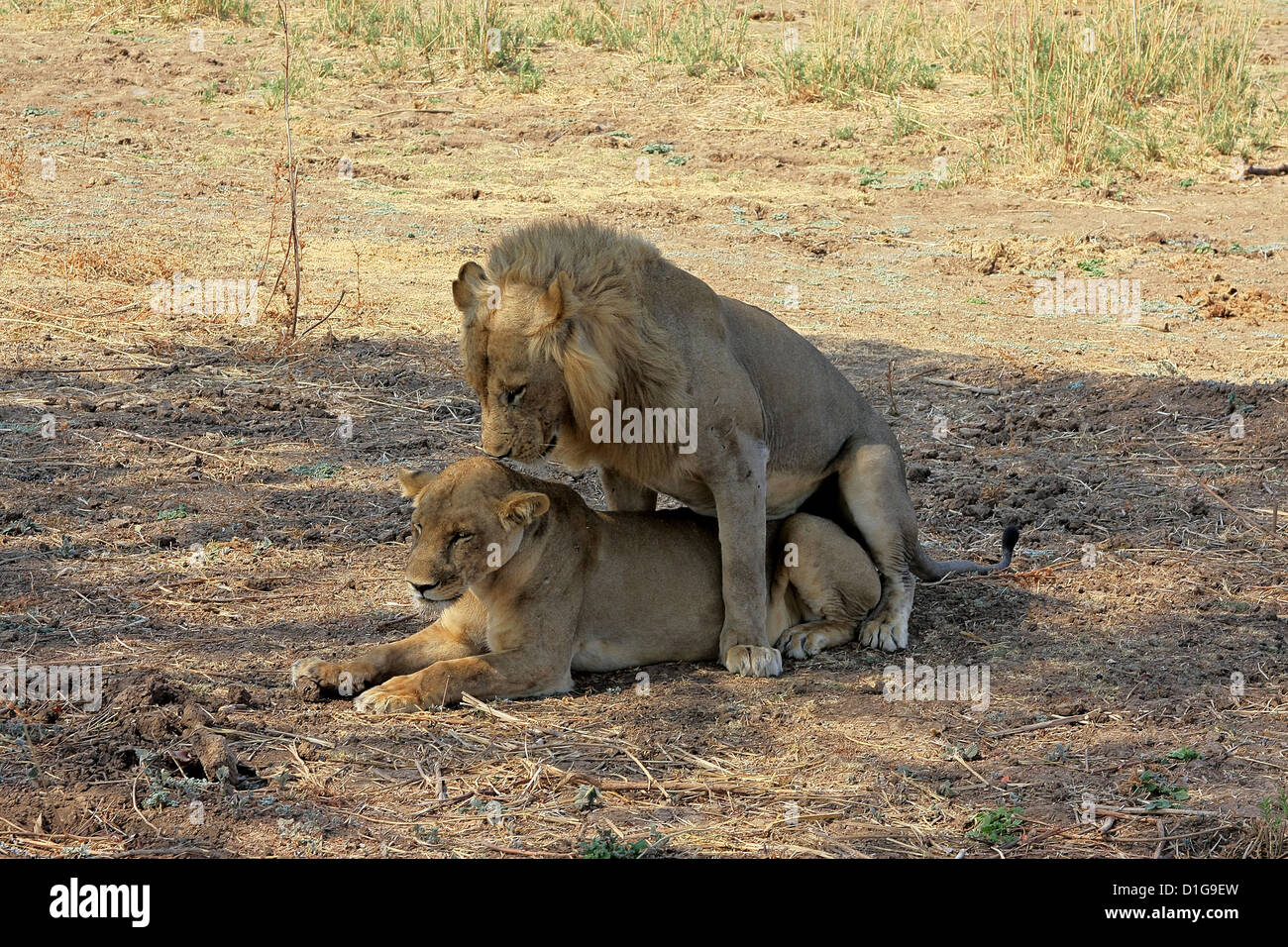 Un par de leones apareamiento Foto de stock