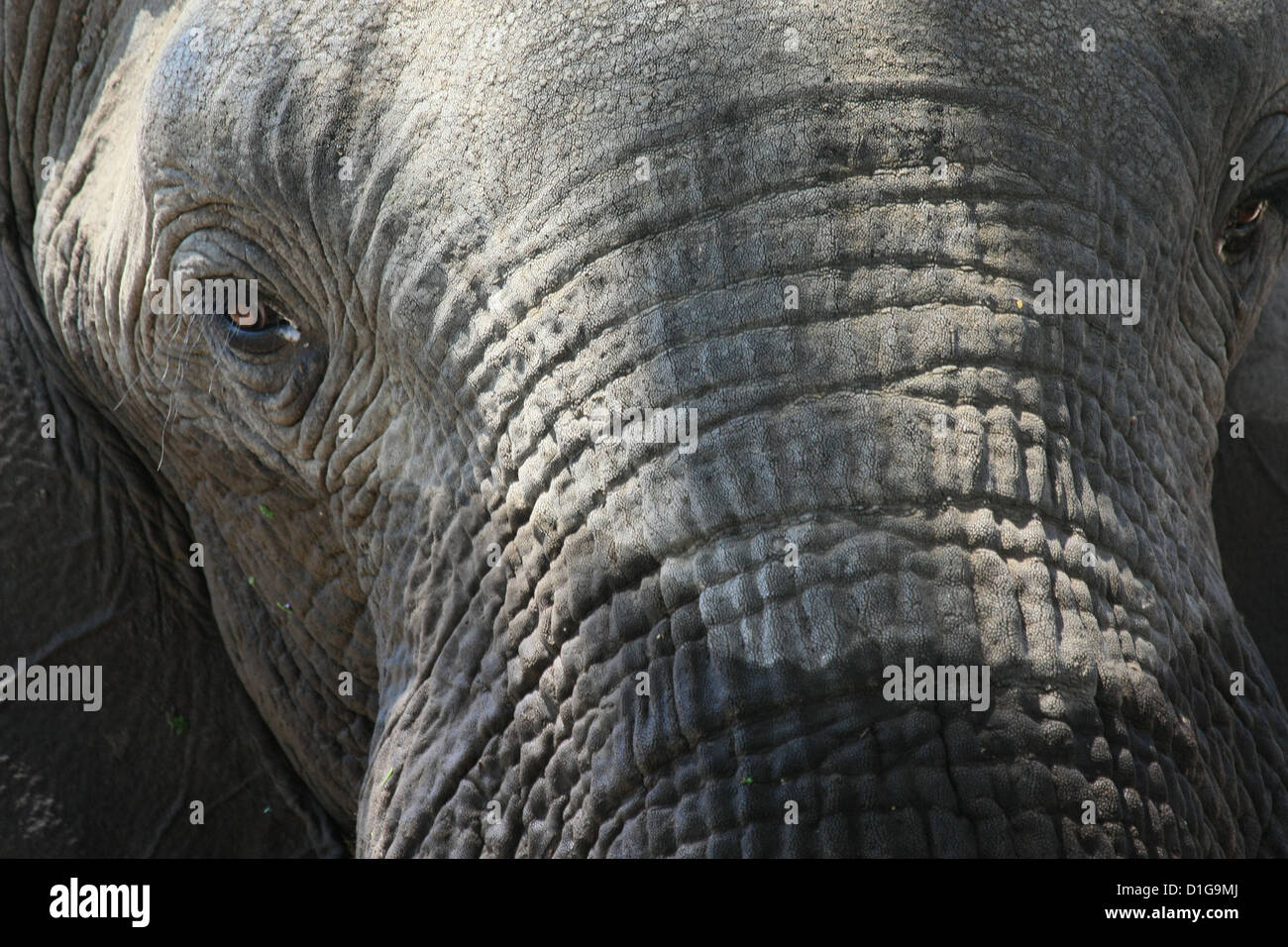 Cerca de la cabeza de un elefante y piel arrugada Foto de stock