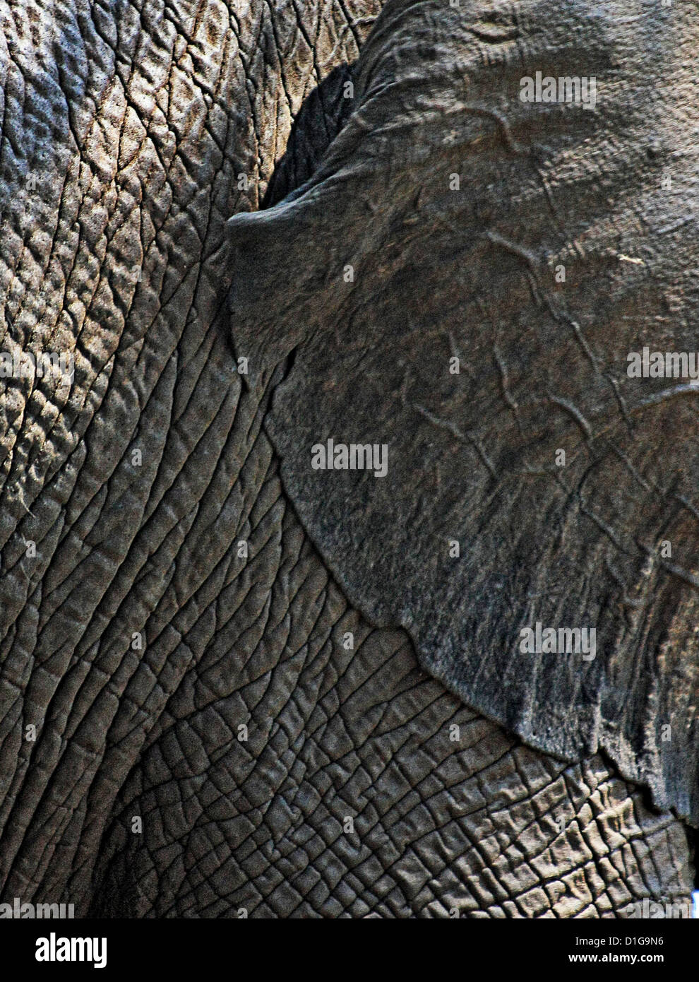 Close-up de un elefante los oídos y la piel arrugada Foto de stock