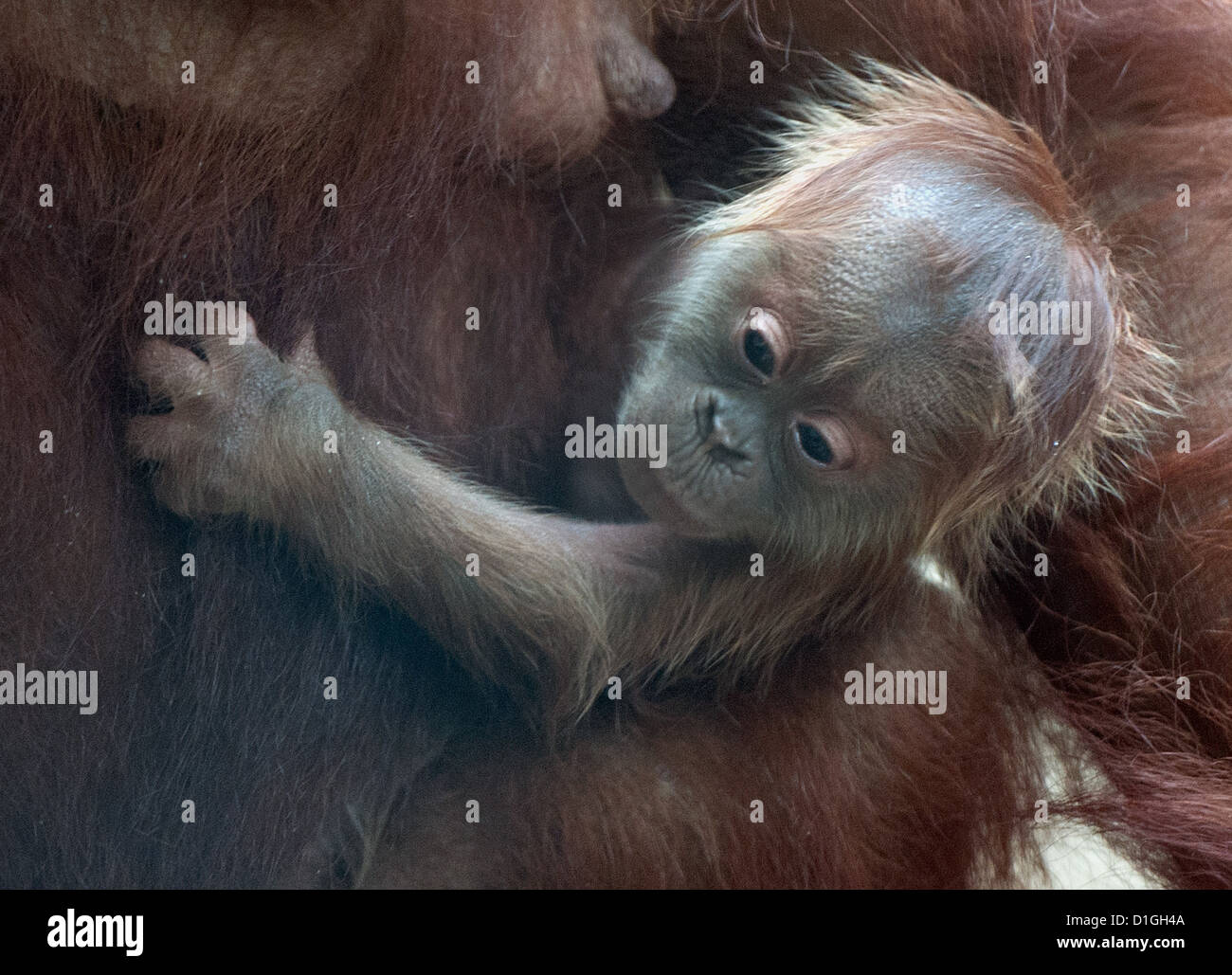 Madre orangután 'Rosa' mantiene su descendencia en el zoológico de Frankfurt am Main, Alemania, el 20 de diciembre de 2012. El orangután bebé nació el 30 de noviembre. Foto: BORIS ROESSLER Foto de stock