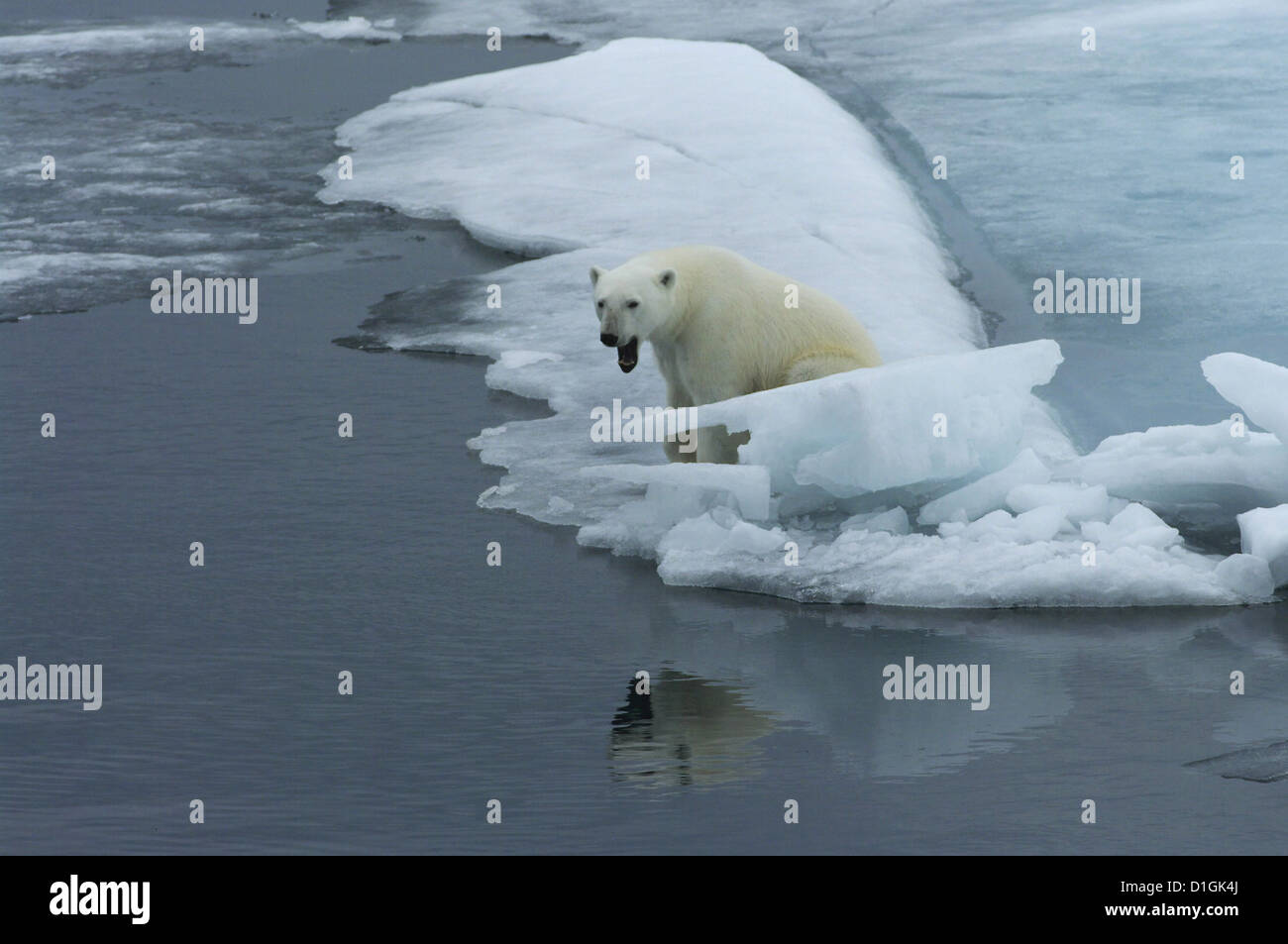 El oso polar (Ursus maritimus) sobre hielo, Svalbard, Noruega Foto de stock