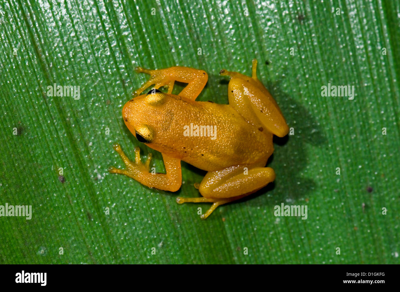 Golden Rocket Frog (Anomaloglossus beebei) en el tanque gigante (bromeliácea Brocchinia micrantha) hoja, el Parque Nacional de Kaieteur, Guyana Foto de stock