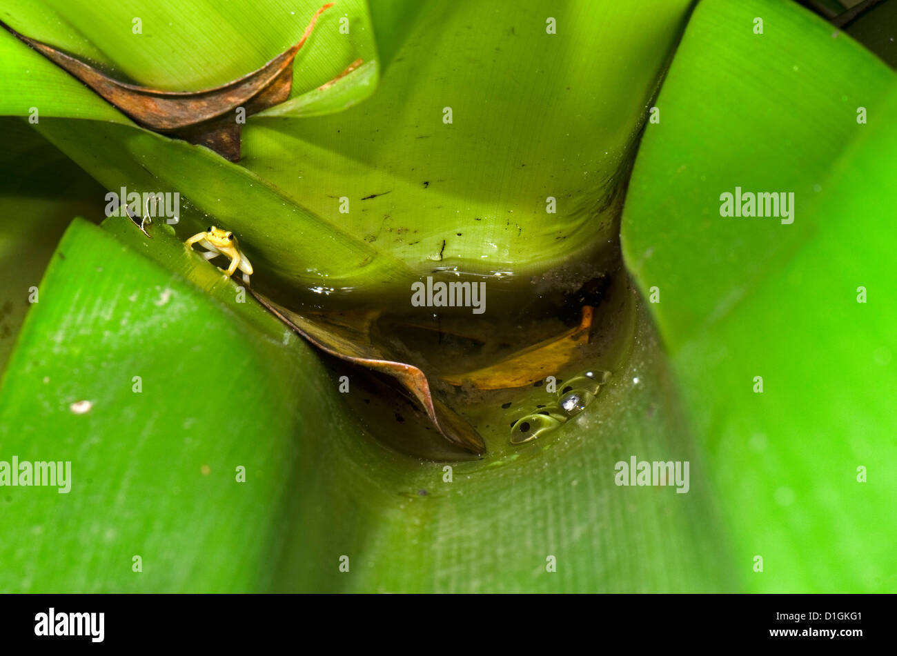 Golden Rocket Frog (Anomaloglossus beebei) custodiando desovan en bromelias tanque gigante, el Parque Nacional de Kaieteur, Guyana Foto de stock