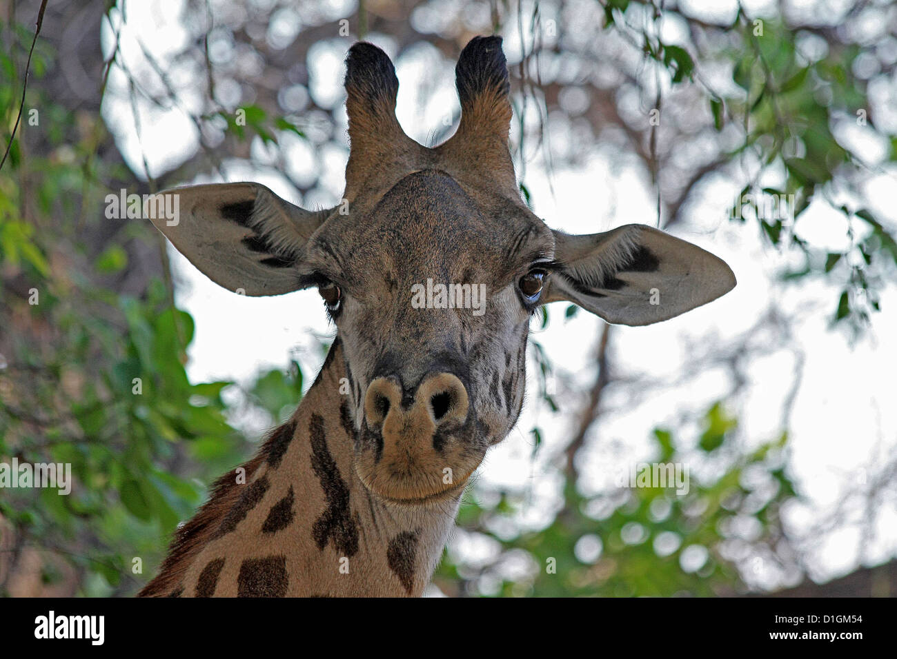 La Thornecroft jirafa Foto de stock