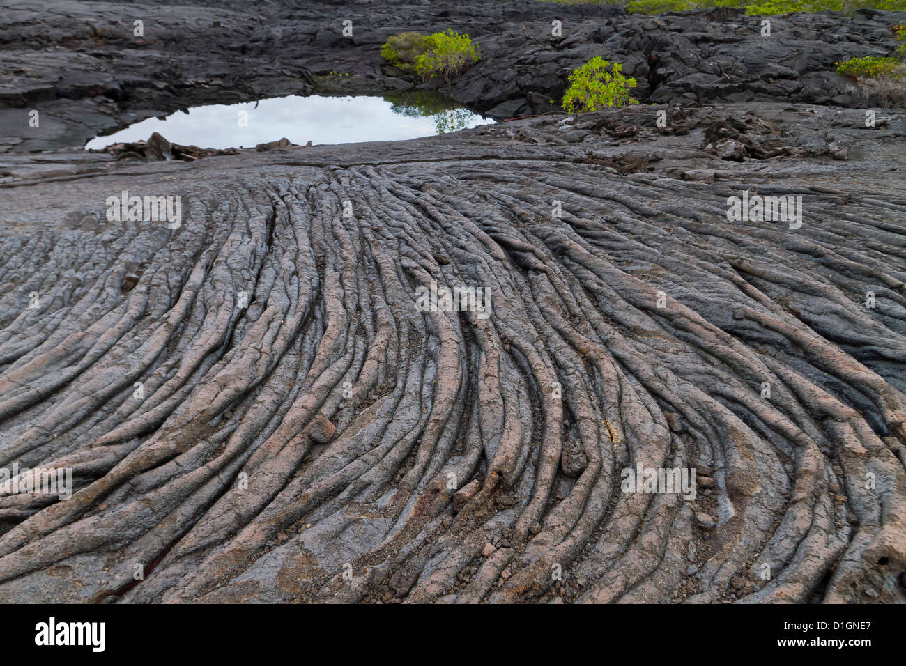 Flujo de lava, Isla Fernandina, Islas Galápagos, Patrimonio Mundial de la UNESCO, Ecuador, Sudamérica Foto de stock