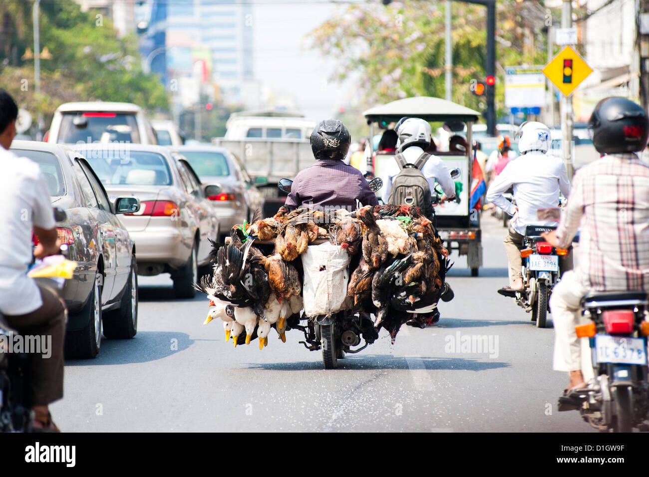 Vivir de pollos y patos han tomado al mercado en un ciclomotor en Phnom Penh, Camboya, en Indochina, en el sudeste de Asia, Asia Foto de stock