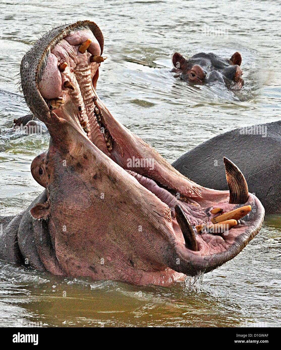 Un hipopótamo bosteza Foto de stock