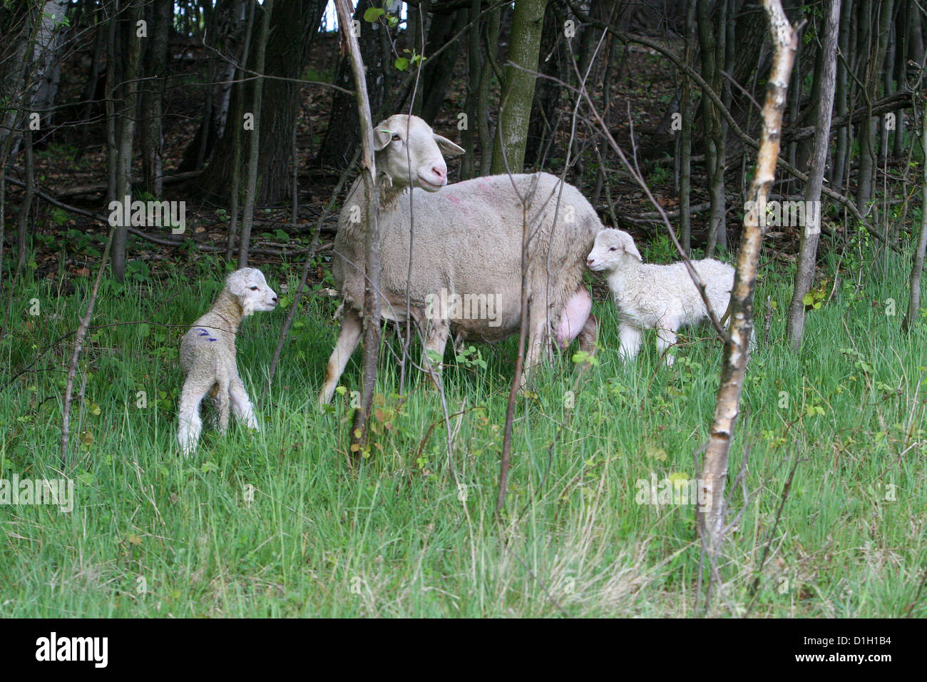 Ovejas perdidas corderos madre animales recién nacidos, al borde del bosque Foto de stock