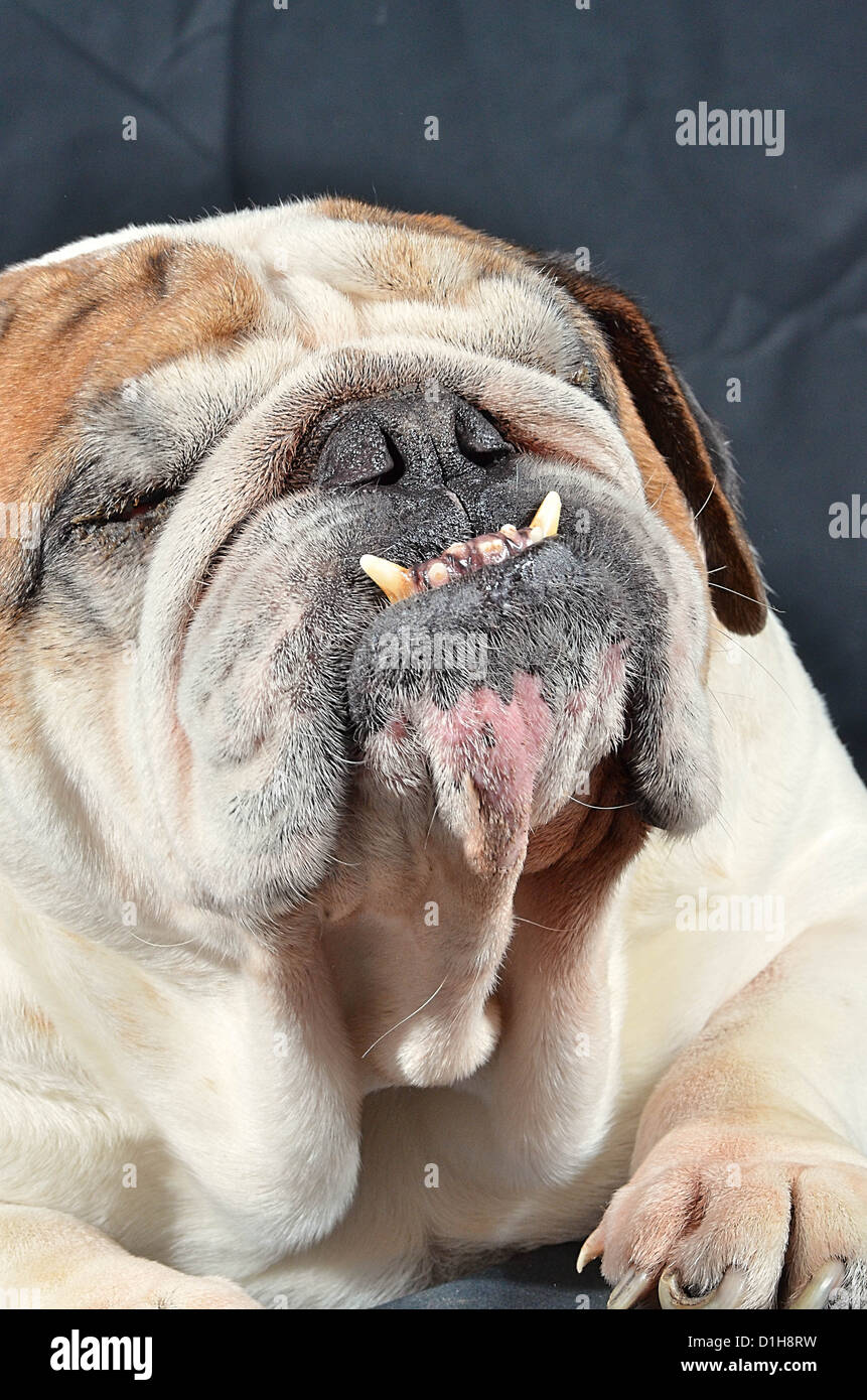 Perro inglés bulldog arrugas fotografías e imágenes de alta resolución -  Alamy