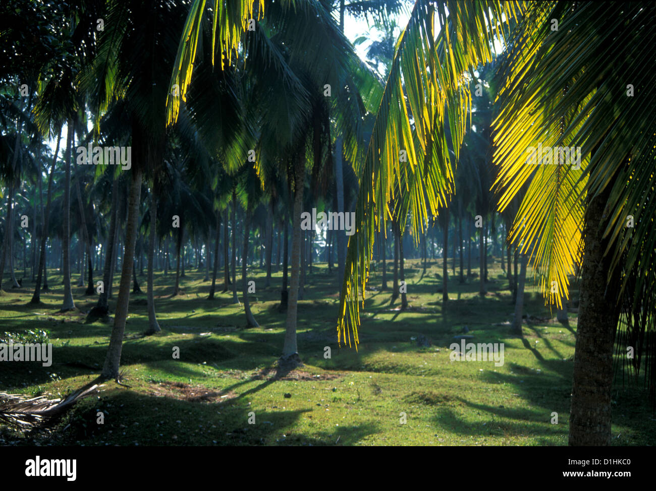 Plantación de coco de Sri Lanka Foto de stock