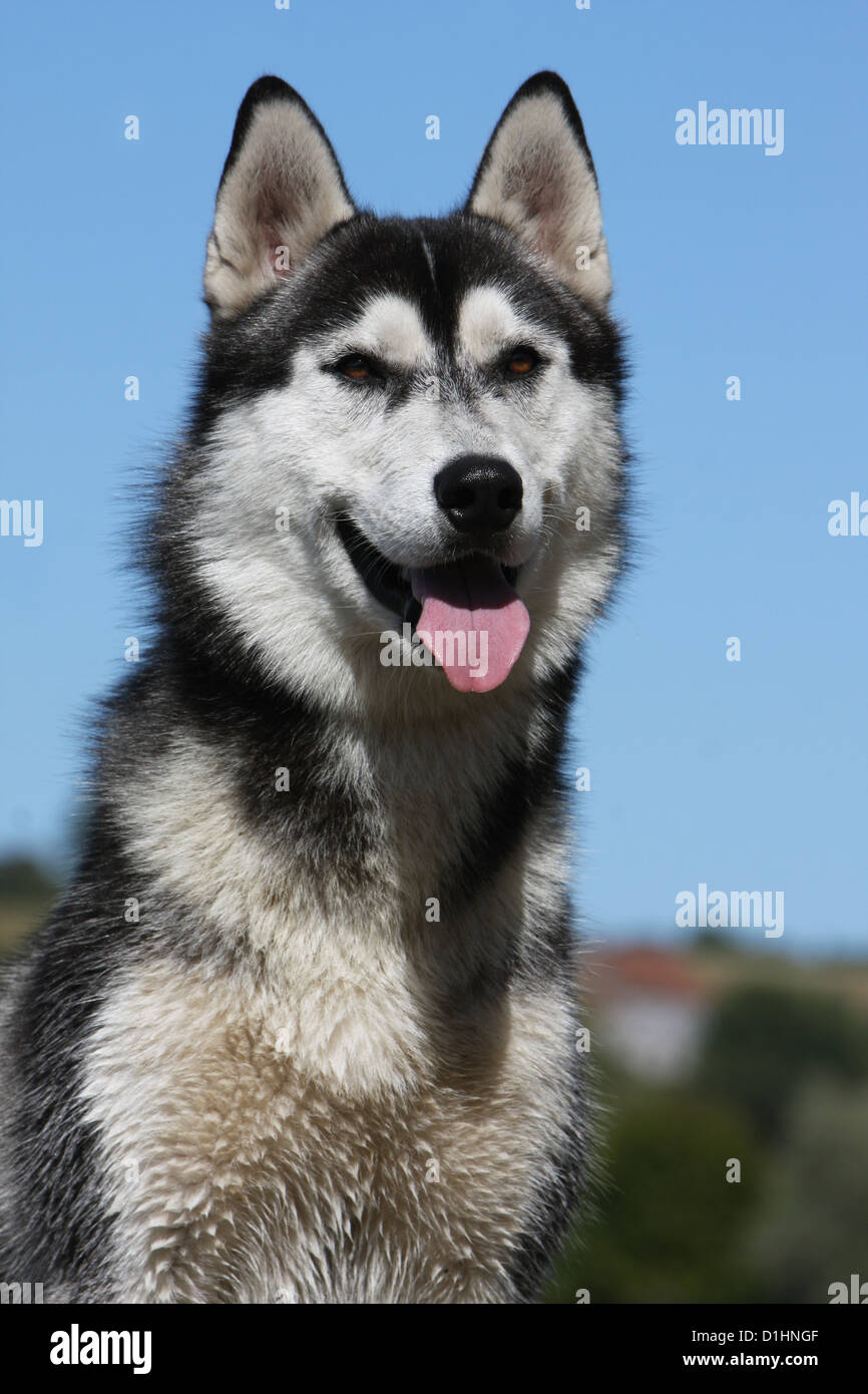 Husky siberiano blanco y negro fotografías e imágenes de alta resolución -  Alamy