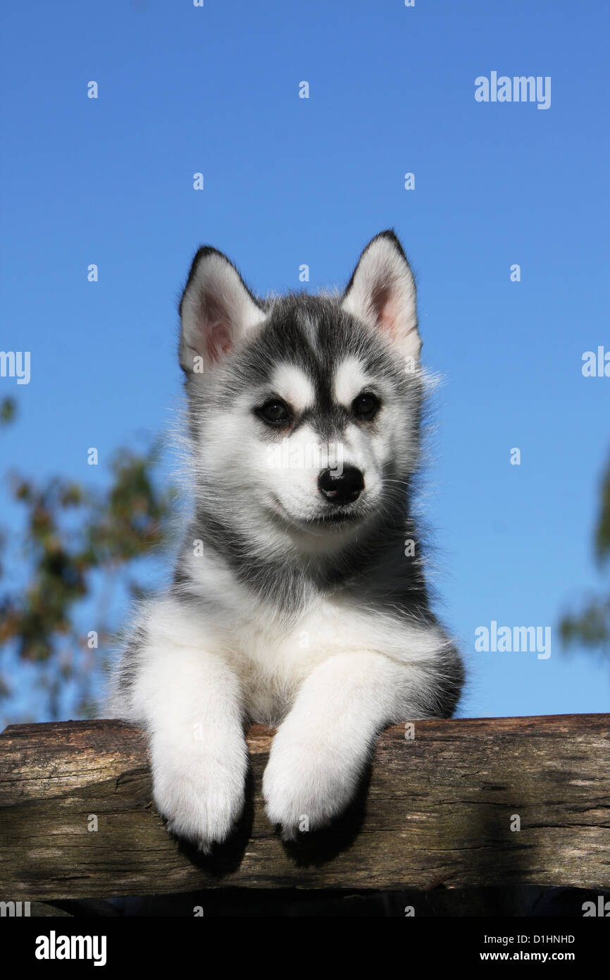 Perro Cachorro De Husky Siberiano Blanco Y Negro Sobre El Retrato De Madera Fotografia De Stock Alamy