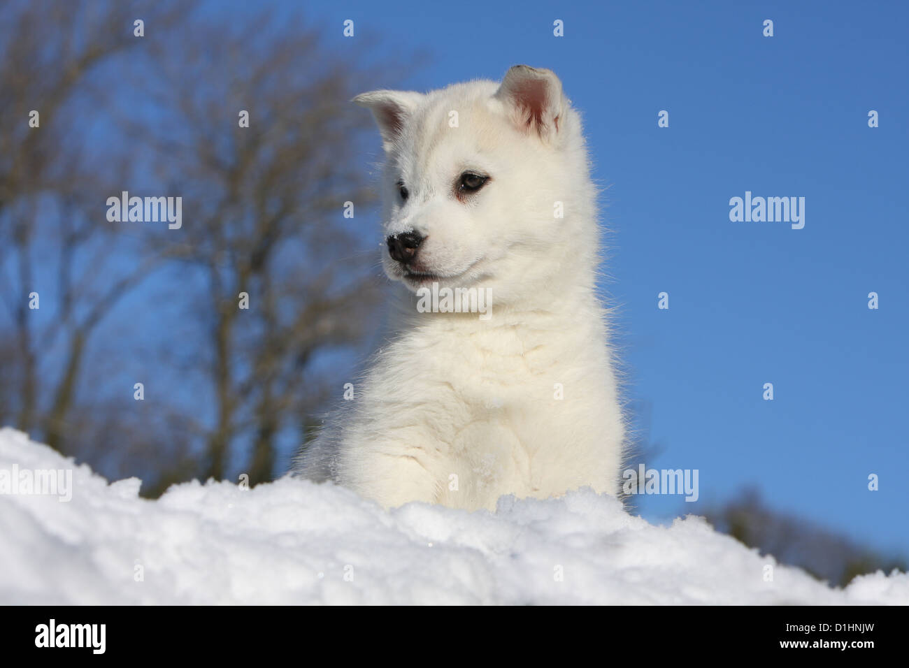 Cachorro De Perro Husky Siberiano Blanco Sentado En La Nieve Fotografia De Stock Alamy