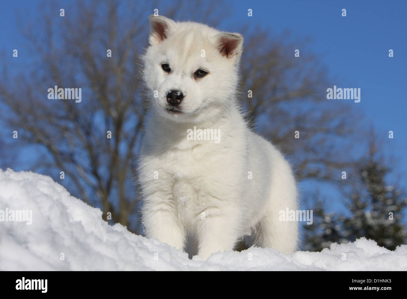 Perro Husky siberiano blanco permanente de cachorros en la nieve Fotografía  de stock - Alamy