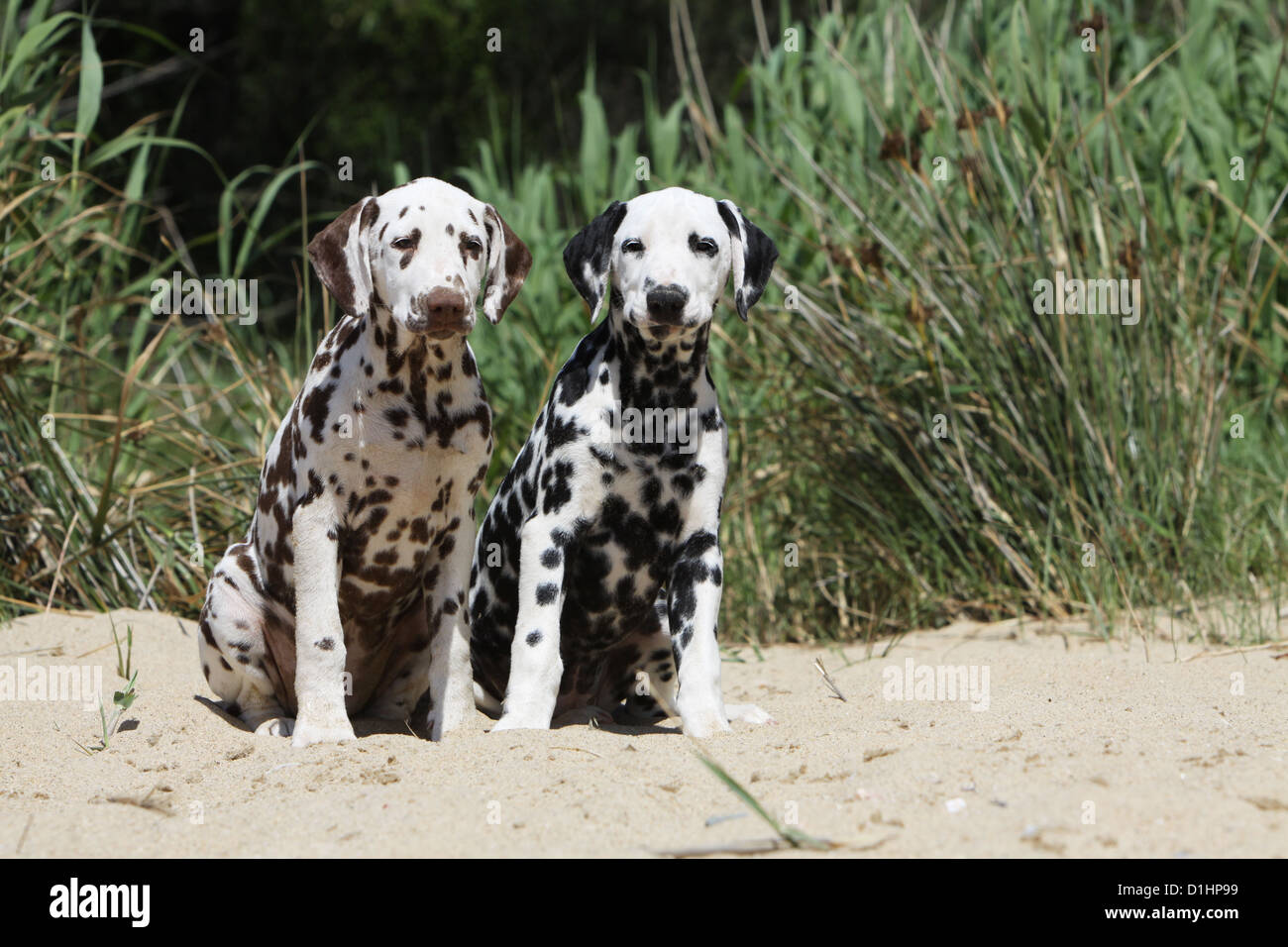 Perro Dalmata Dalmatiner Dalmatien Dos Cachorros De Diferentes Colores Sentado En La Playa Fotografia De Stock Alamy