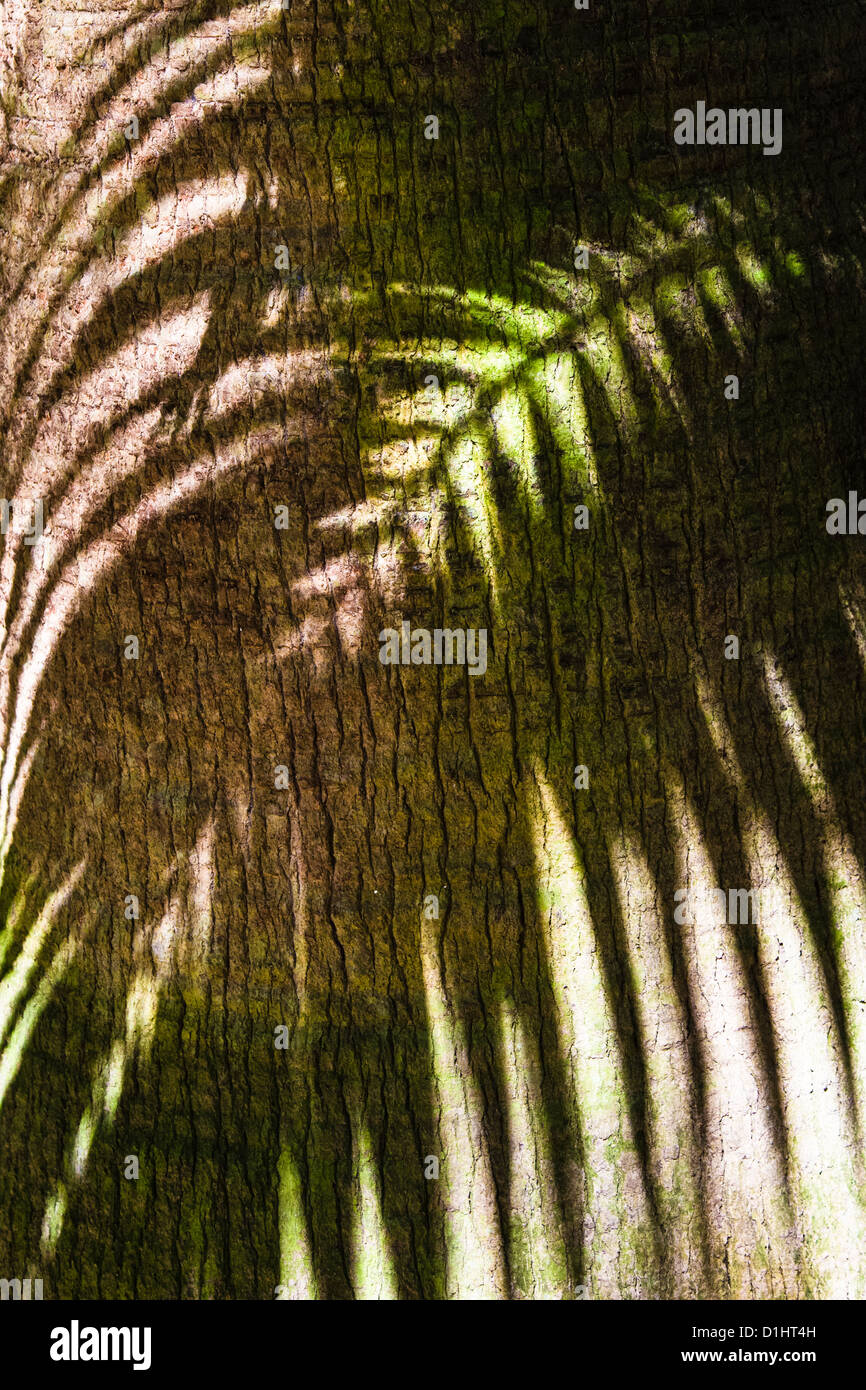 Sombra de frondas de palma en el tronco de la palmera Foto de stock