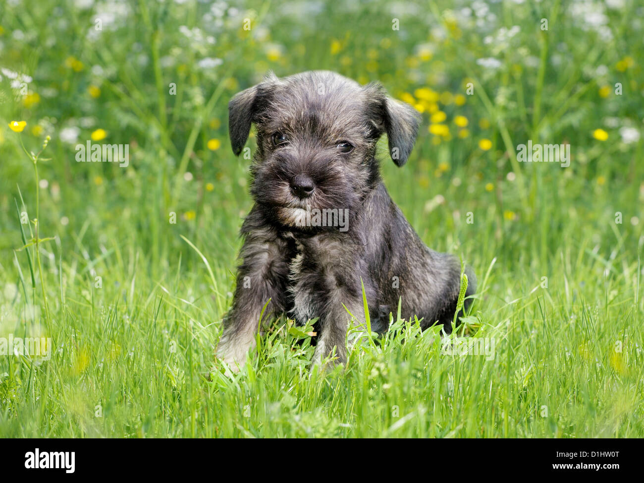 Schnauzer pequeño cachorro en el pasto Foto de stock