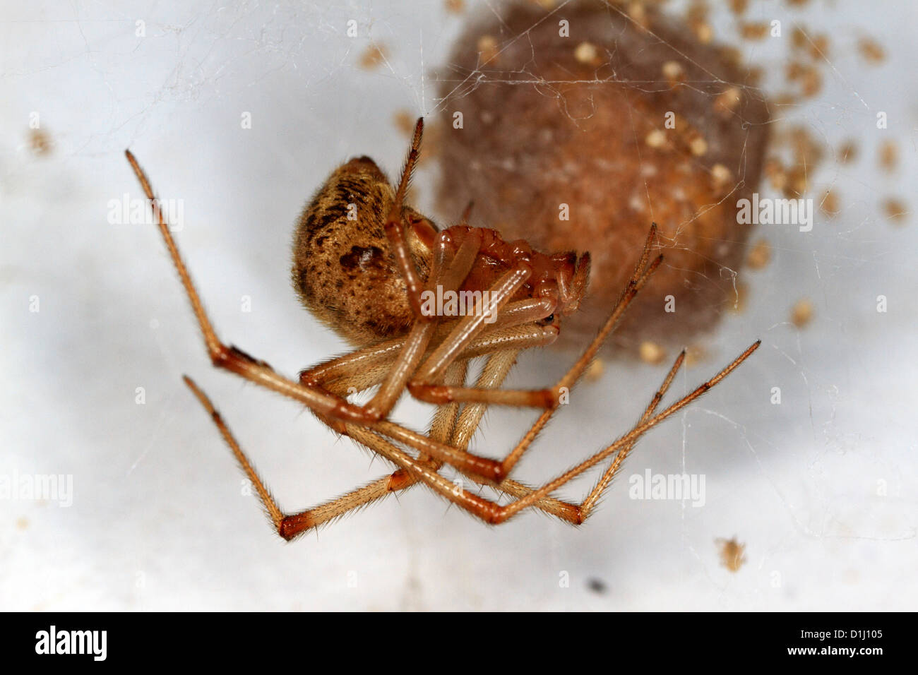 Casa común hembra de araña (Parasteatoda tepidariorum) con saco de huevos y crías. Foto de stock