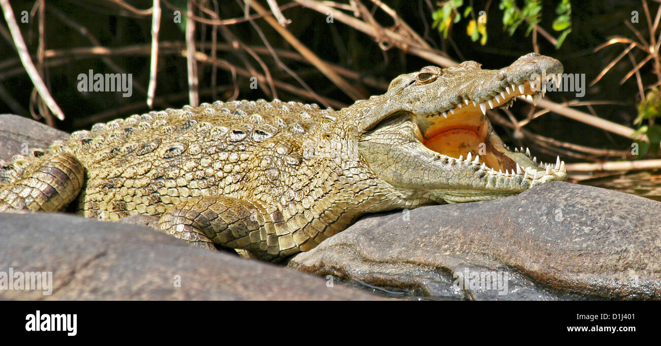 Un cocodrilo del Nilo en el río Kunene, en el norte de Namibia Foto de stock