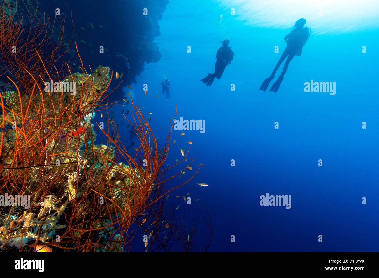 Un grupo de buzos en silueta nadar junto a un látigo coral en un arrecife profundo wall Foto de stock