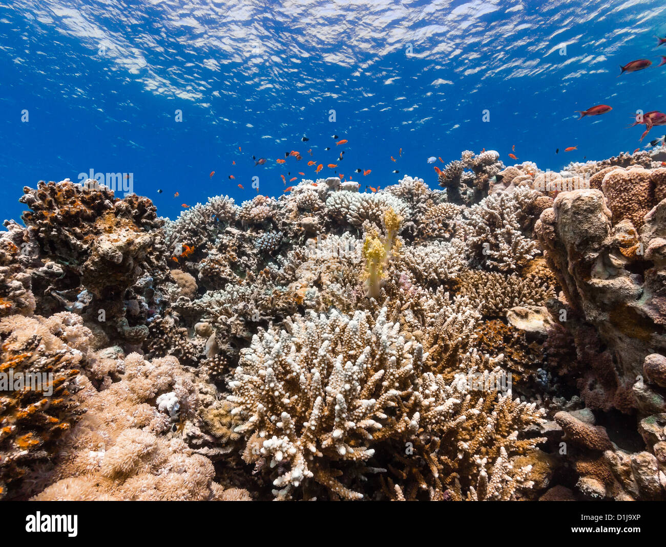 Los corales duros y peces tropicales de un arrecife de coral Foto de stock