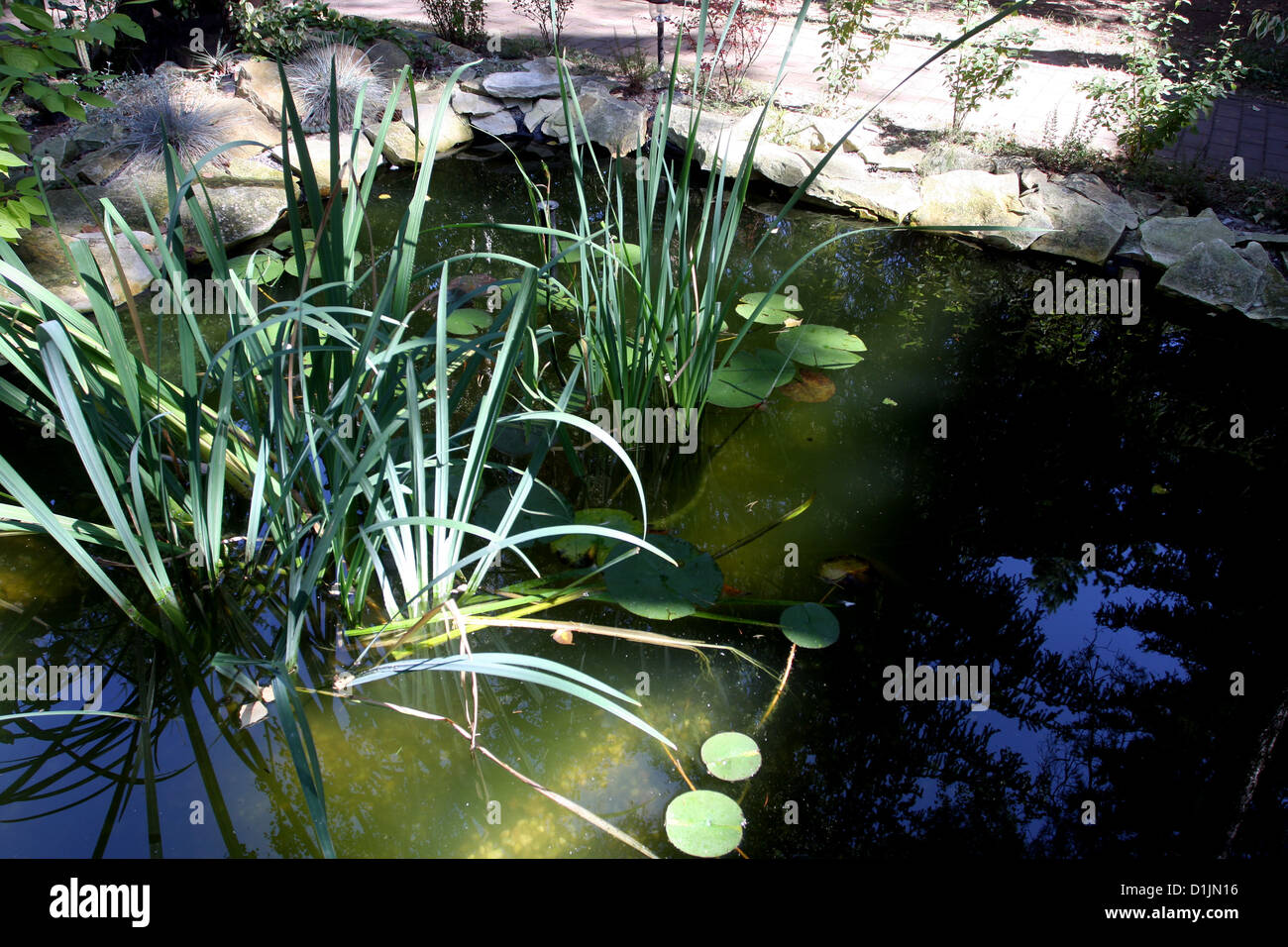 Las plantas de agua del estanque del jardín pequeño crecen en un estanque poco profundo Foto de stock