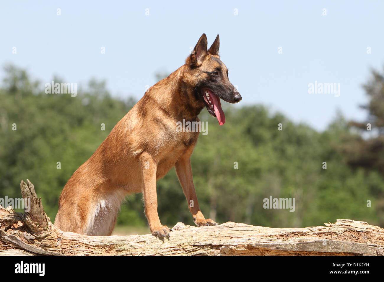 Perro Pastor Belga Malinois adulto de pie sobre una madera Fotografía de  stock - Alamy