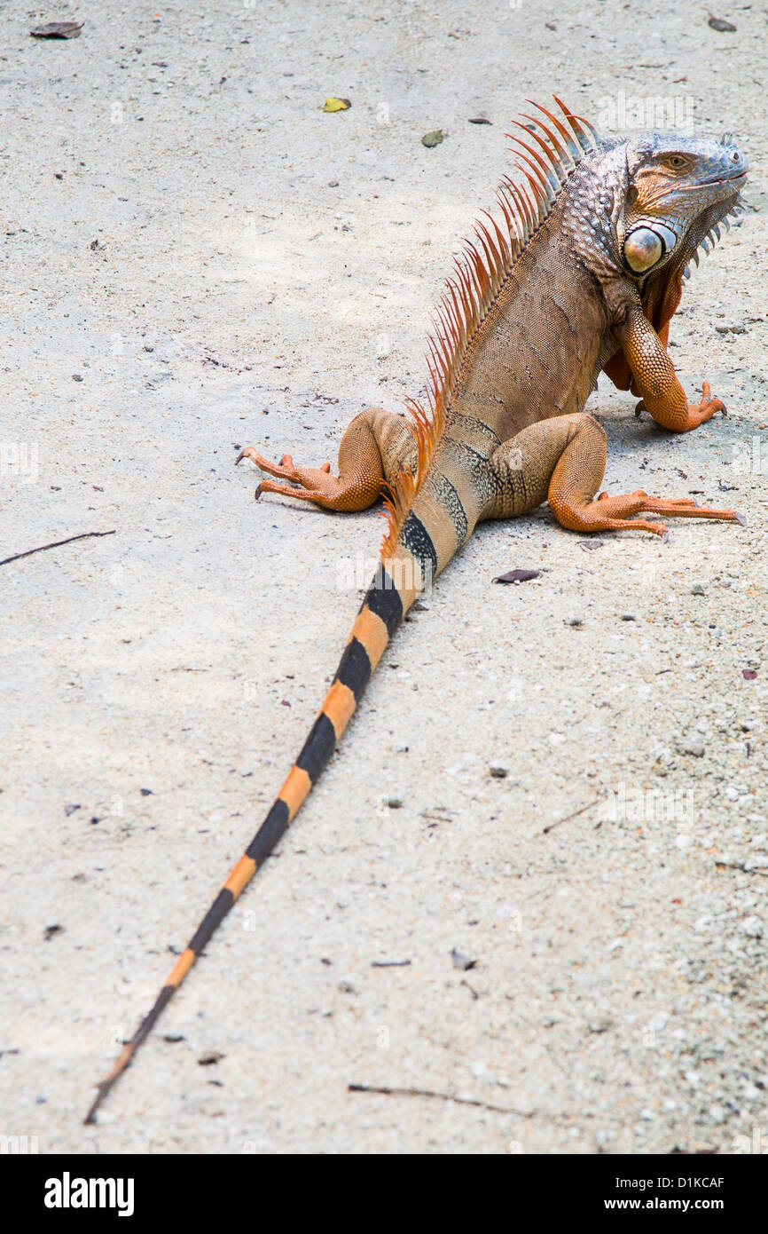 Iguana, en los Cayos de Florida (Florida, Estados Unidos Foto de stock