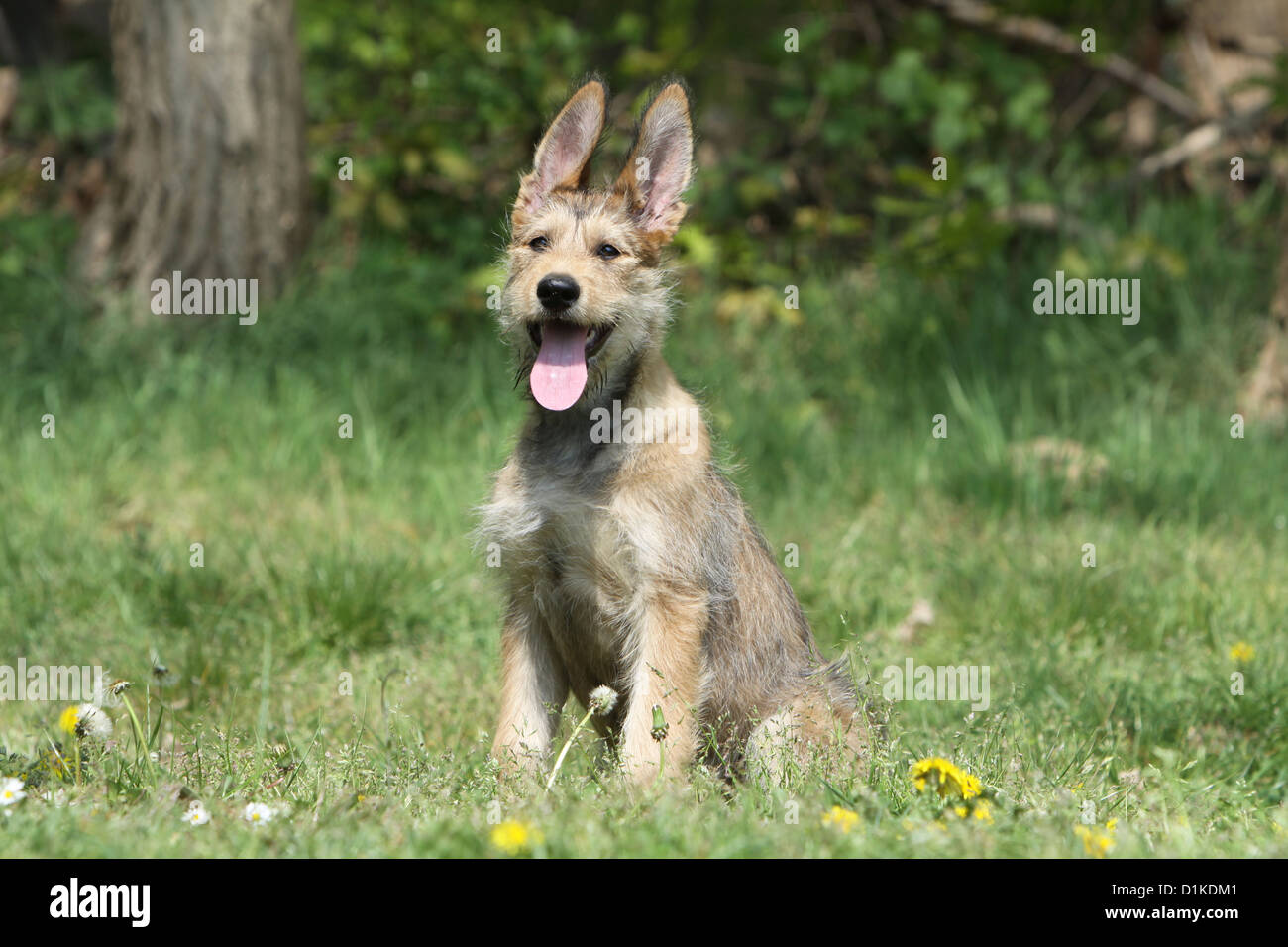 Perro Berger Picard Picardia Pastor Cachorro Sentado En Una Pradera Fotografia De Stock Alamy