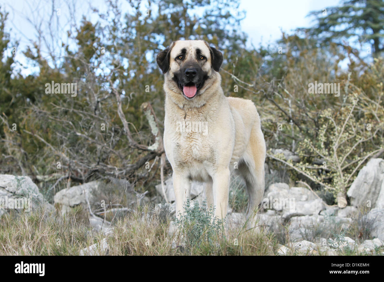 Kangal Dog Fotos E Imagenes De Stock Alamy