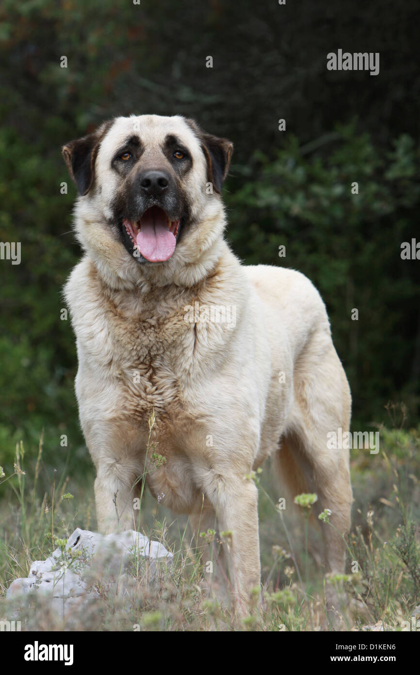 Perro Pastor De Anatolia Fotos E Imagenes De Stock Alamy