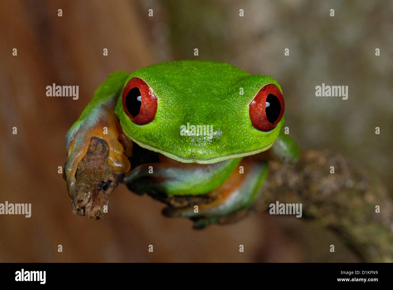 Treefrog de ojos rojos (Agalychnis callidryas) en el bosque lluvioso de Costa Rica Foto de stock