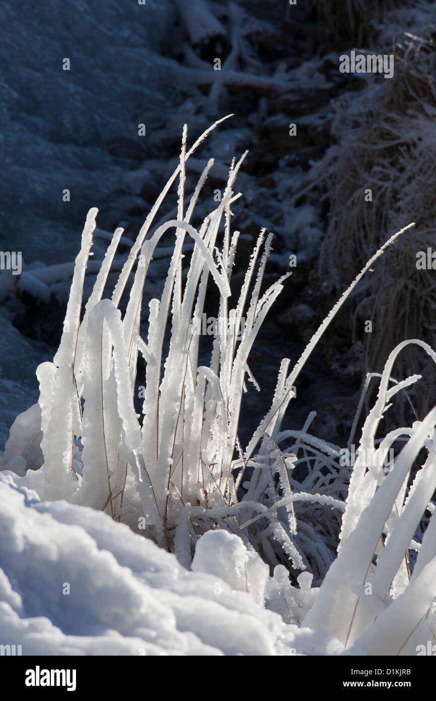 Formación de hielo a lo largo de briznas de hierba cerca de la cascada congelada en invierno Foto de stock