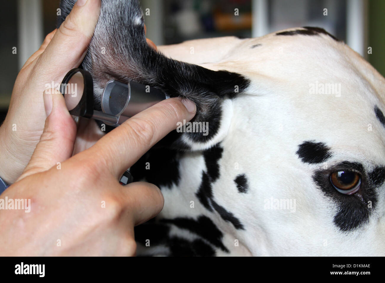 Perro Dálmata / el veterinario examina las orejas del perro con un otoscopio  Fotografía de stock - Alamy