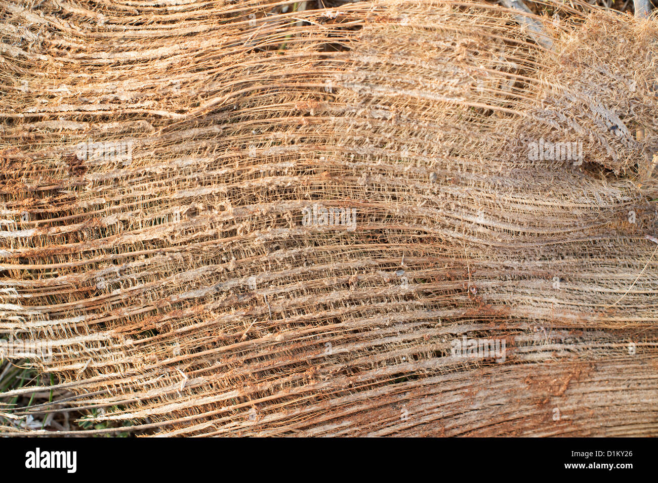 Corteza de coco fotografías e imágenes de alta resolución - Alamy